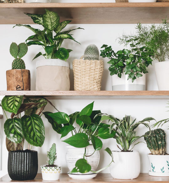 Welcome To Shiv Nursery