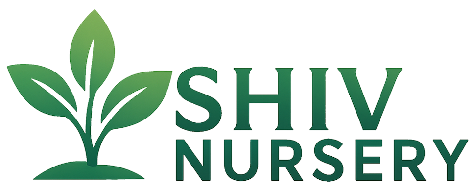 Shiv Nursery